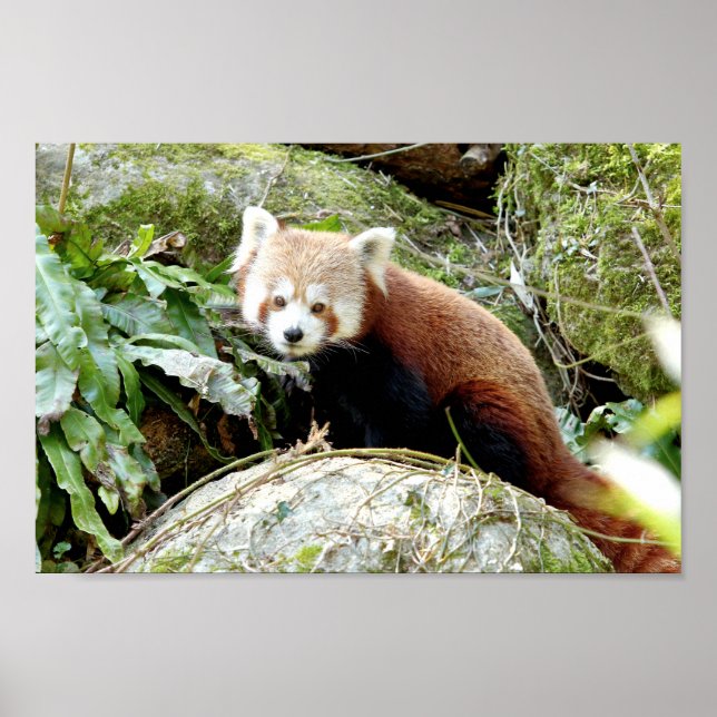 Poster Photo red panda , animals 0507. (Front)