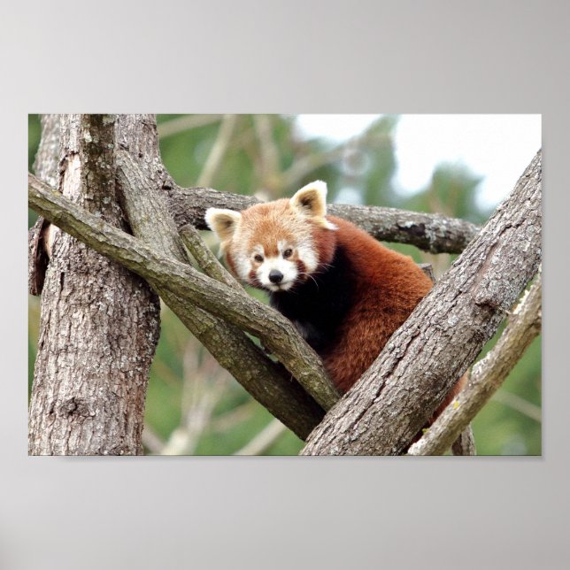 Poster Photo red panda , animals 0508. (Front)