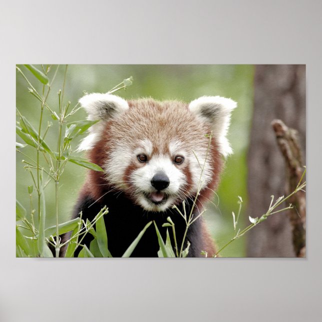 Poster Photo red panda , animals 0510. (Front)