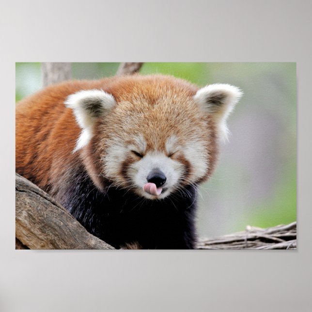Poster Photo red panda , animals 0511. (Front)