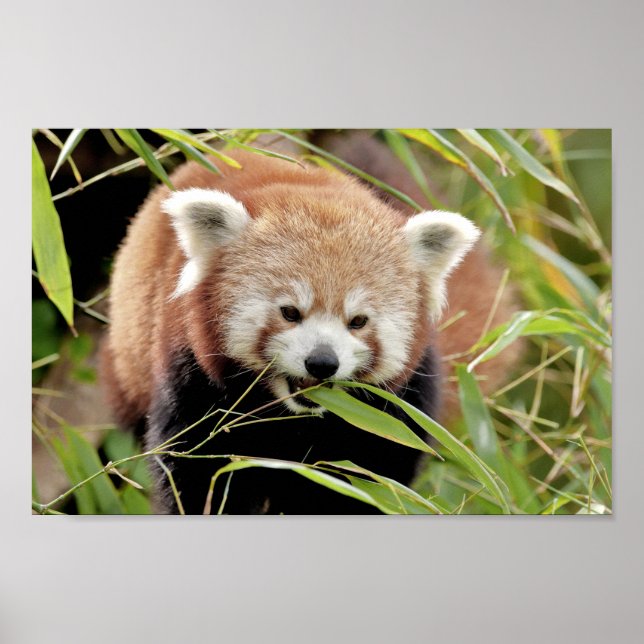 Poster Photo red panda , animals 0513. (Front)