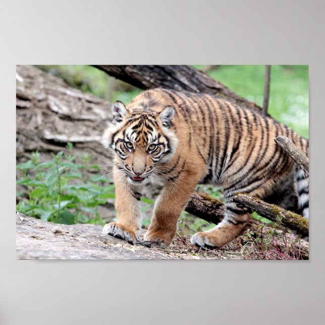 Poster Photo tiger cat , animals. (Front)