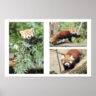 Poster. Photography red panda Poster