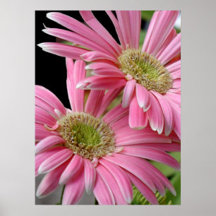 Poster, Pink African Daisies Poster