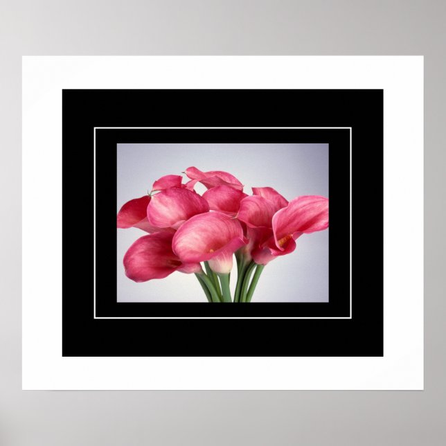 Poster-Pink Calla Lilies Poster (Front)