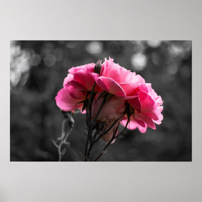 Poster Pink Rose Eleganace (Front)