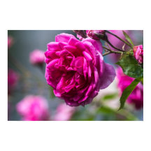 Poster Pink Rose Photography