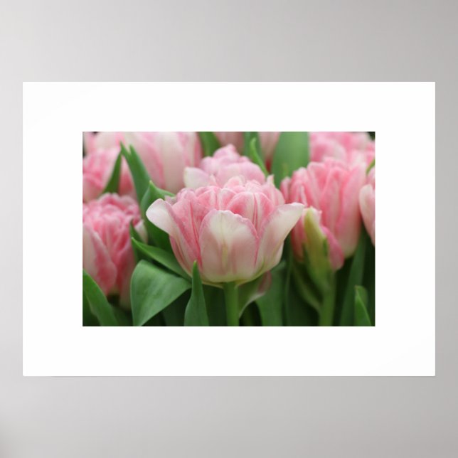 Poster Pink Tulips (Front)