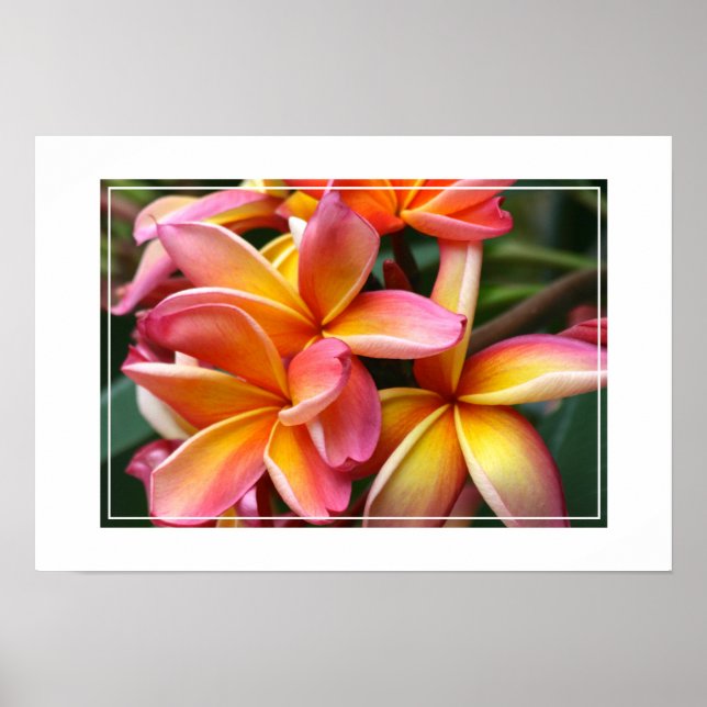 Poster-Plumeria Flowers Poster (Front)