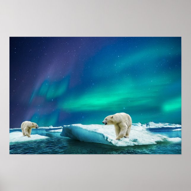 Poster-Polar Bears Poster (Front)