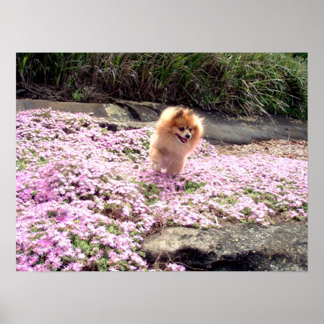 Poster | Pomeranian Pink Flowers 2 (Front)