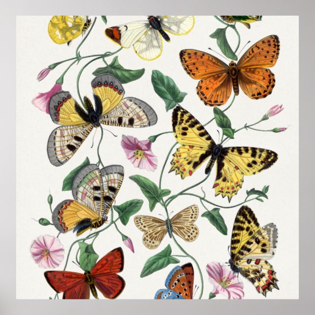 Poster Print Butterfly Vintage Illustration   (Front)