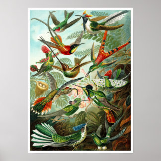 Poster/Print: Hummingbirds by Haeckel Poster