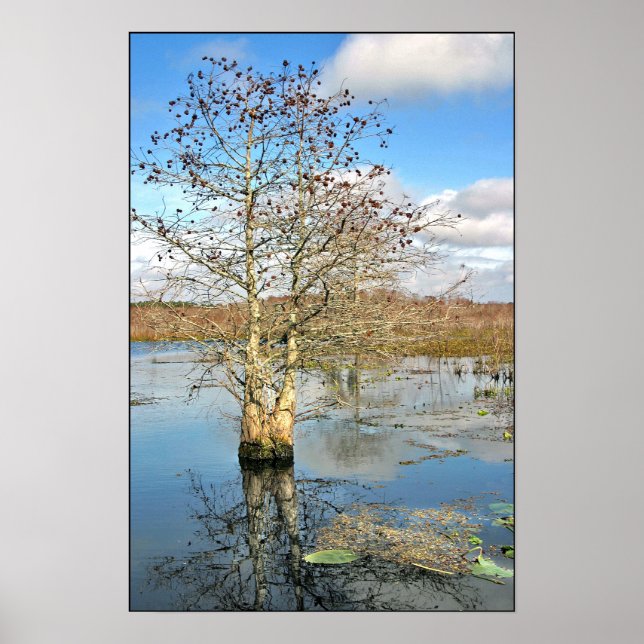 Poster Print: Two Trees as One (Front)