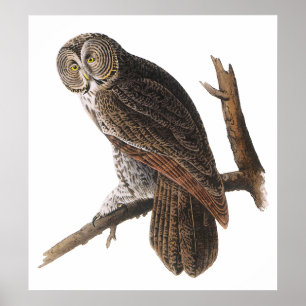 Poster/Prints:  Audubon - Great Grey Owl Poster