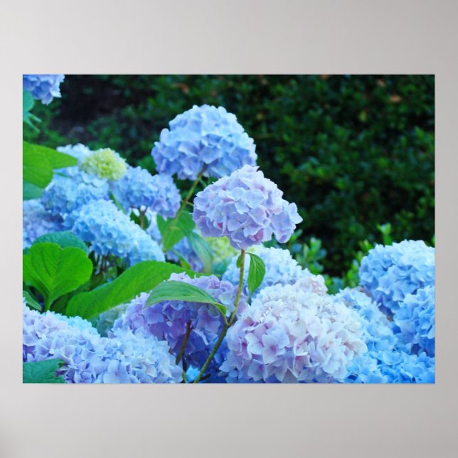 Poster prints Blue Hydrangea Flowers Garden (Front)