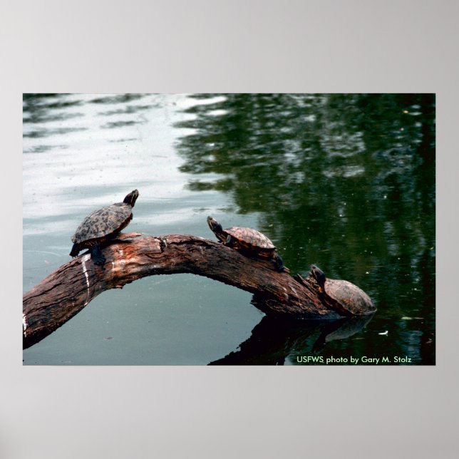 Poster / Red-eared Sliders (Front)