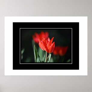 Poster Red Tulips