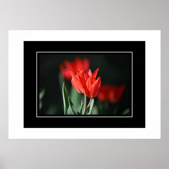 Poster Red Tulips (Front)