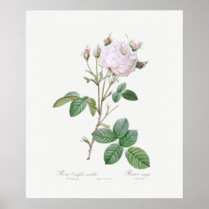 POSTER : REDOUTÉ : WHITE CABBAGE ROSE