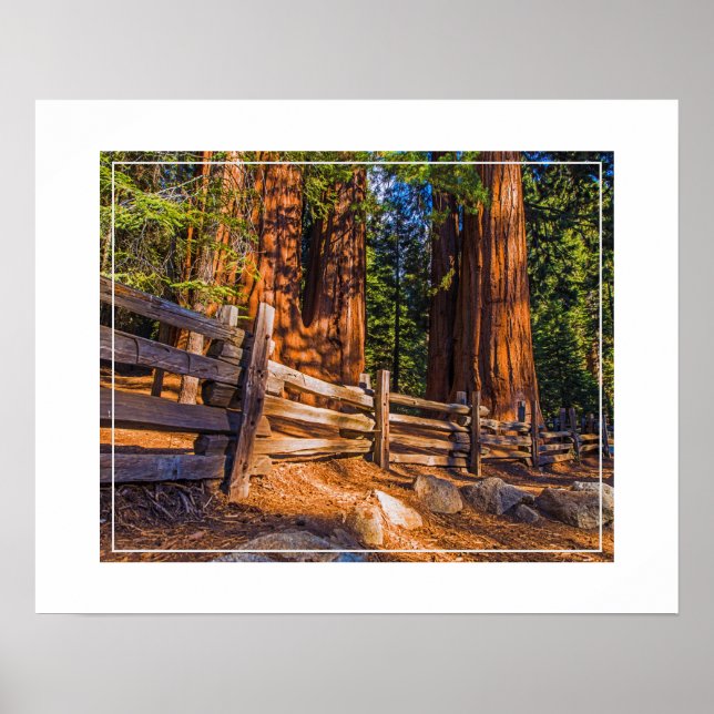 Poster-Redwoods Poster (Front)