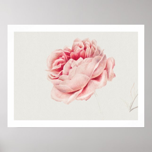 POSTER : ROSE : GEORGIUS J. JOHANNES VAN OS (Front)