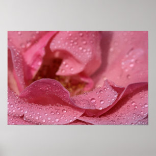 Poster Rose Petals After The Rain Photography