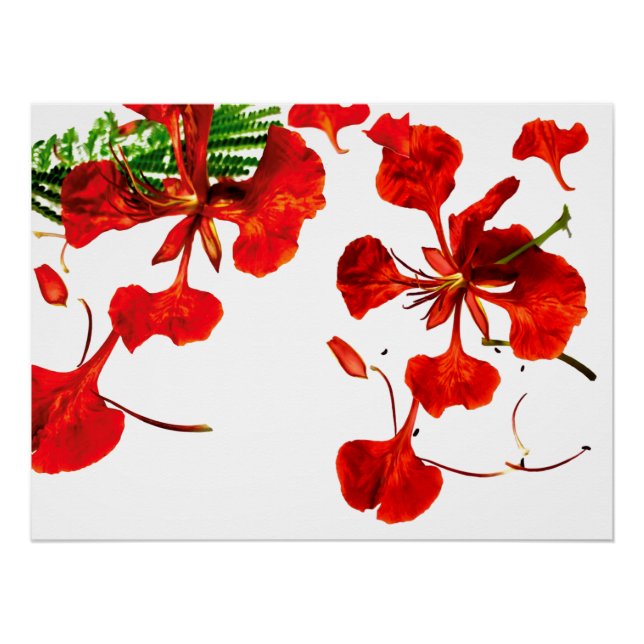 Poster Royal Poinciana (Front)