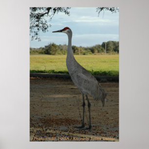 Poster / Sandhill Crane
