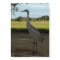 Poster / Sandhill Crane