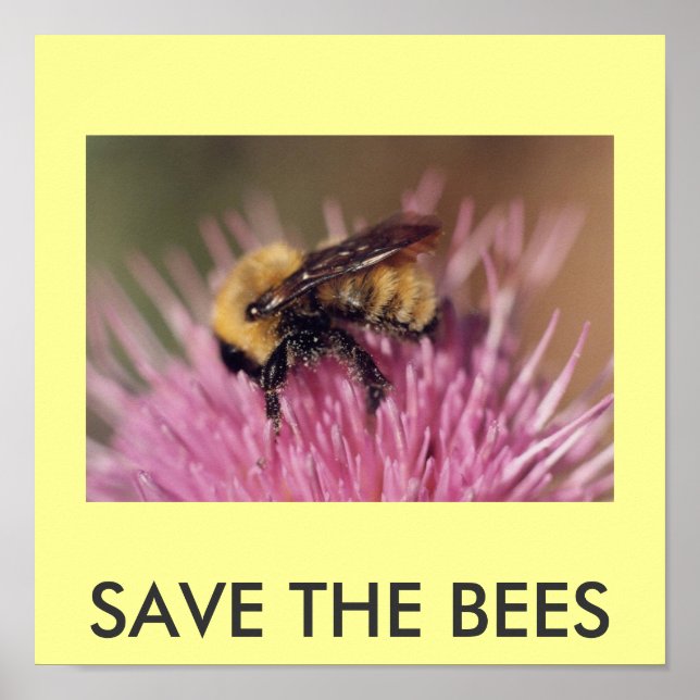 Poster: SAVE THE BEES Poster (Front)