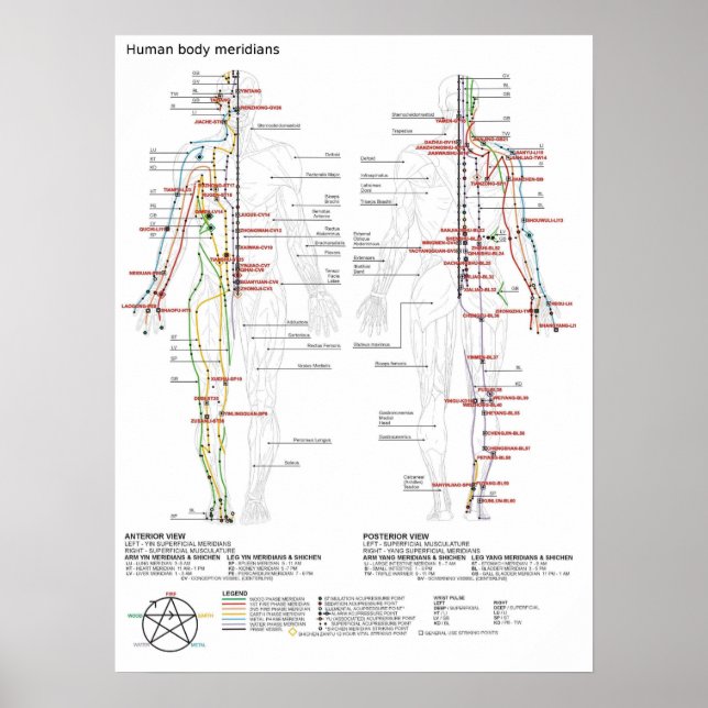 Poster Schematic Chinese Meridians Musculature Bod (Front)