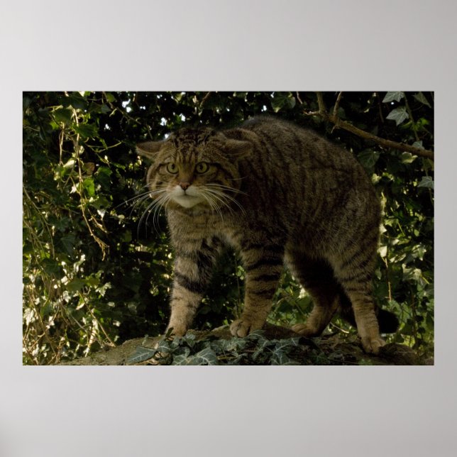 Poster - Scottish wildcat (Front)