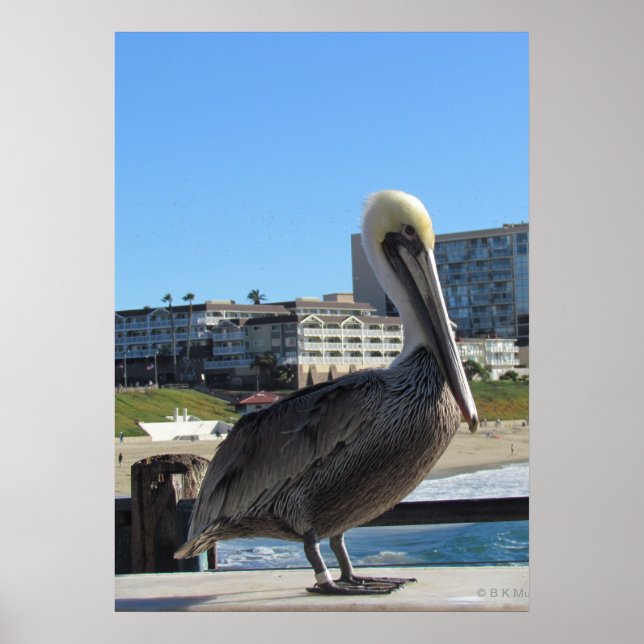 Poster - Single Pelican on the Pier (Front)