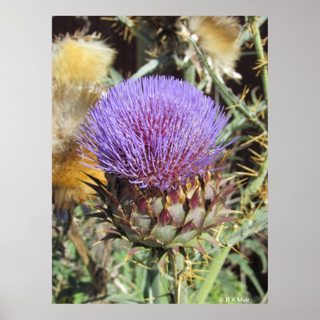 Poster - Single Purple Thistle Flower (Front)