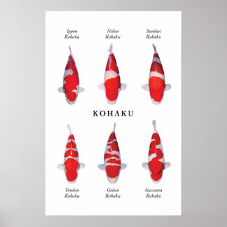 Poster species of Japanese koi fish: Kohaku