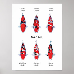 Poster species of Japanese koi fish: Sanke