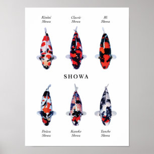 Poster species of Japanese koi fish: Showa
