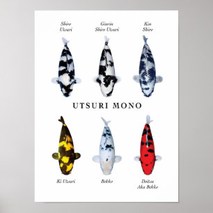 Poster species of Japanese koi fish: Utsurimono
