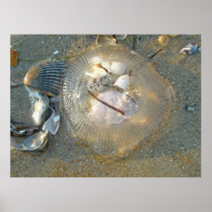 Poster Stranded Jellyfish and Shells