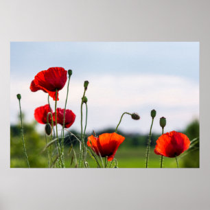 Poster - Sun Backlit Wild Poppies