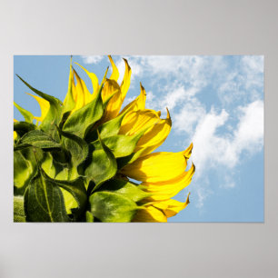 Poster - Sunflower And Sky
