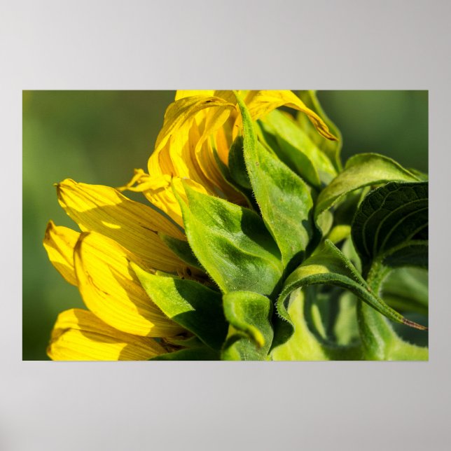 Poster - Sunflower Back Profile (Front)