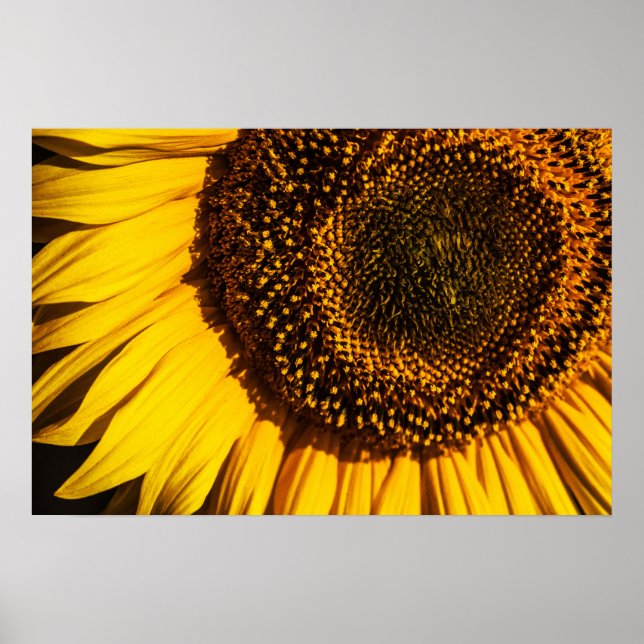 Poster - Sunflower Closeup (Front)