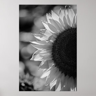 Poster Sunflower In The Field BW