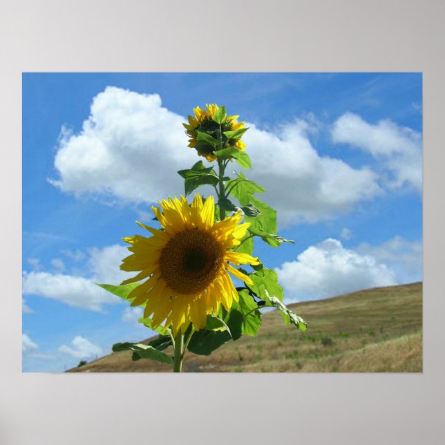 Poster - Sunflower on hill (horiz.) (Front)