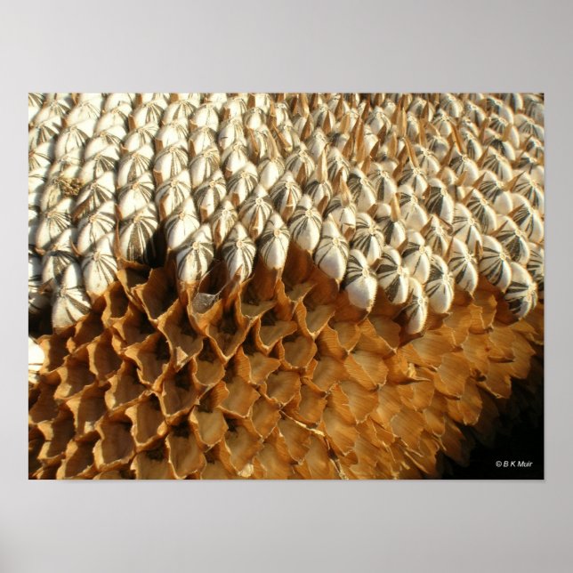 Poster - sunflower seeds (Front)