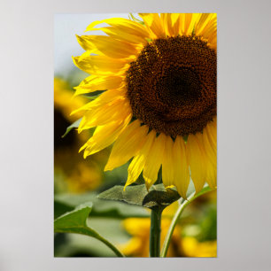 Poster - Sunflower Summer Vibrance