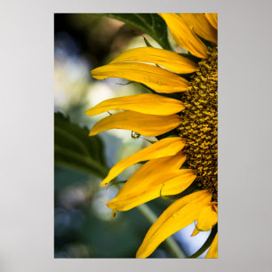 Poster Sunflower With Rain Drops Photo