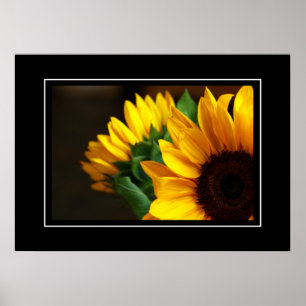Poster Sunflowers